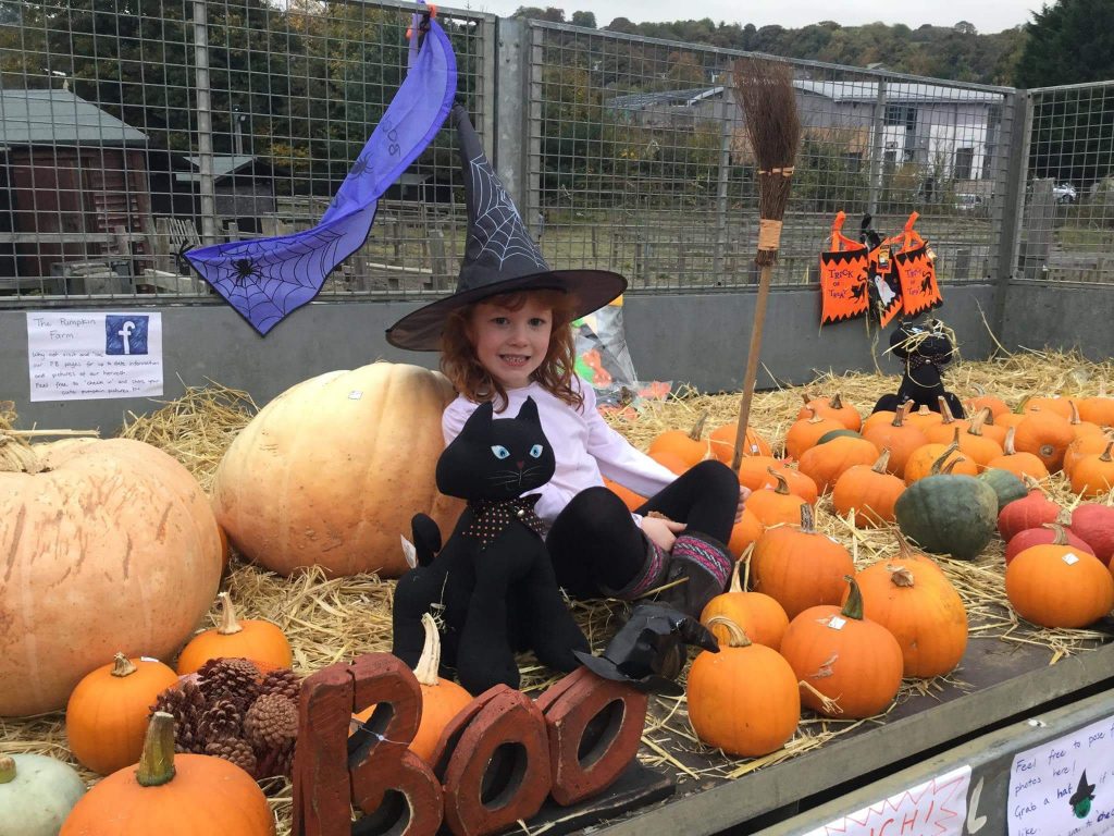 Pick your own pumpkins and pumpkin patches UK highlights 2017 Milton