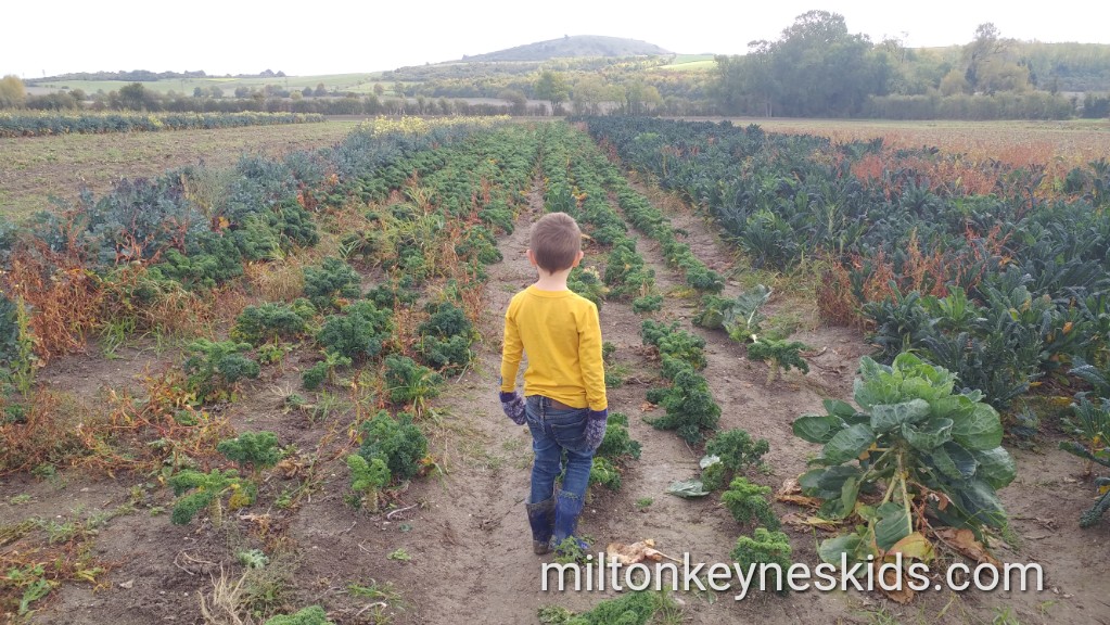 Fruit and vegetable picking Grove Farm, Bedfordshire - Milton Keynes Kids