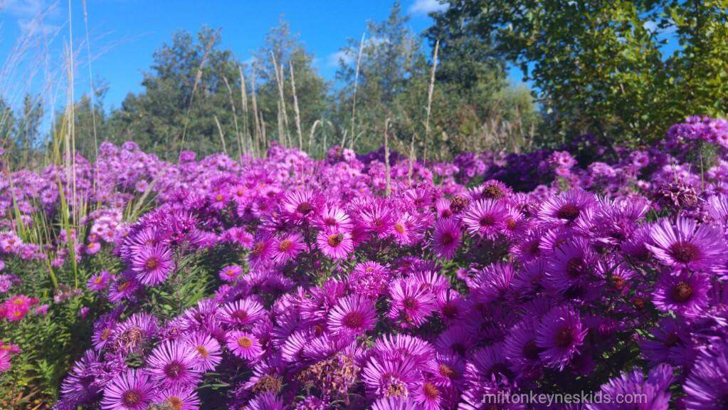 beautiful purple flowers at Millennium Country Park