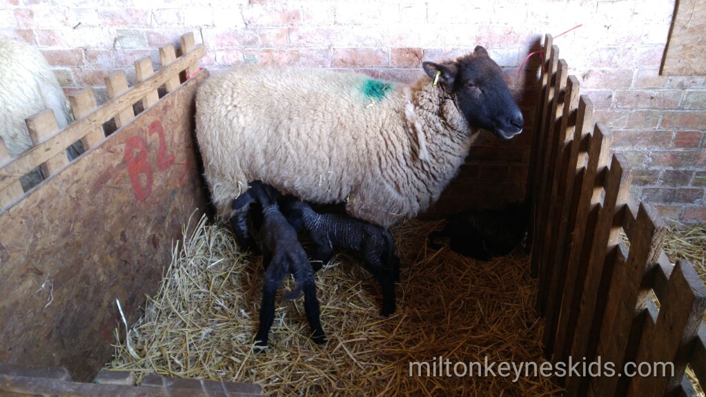 Lambing! A cheap fun day out for the kids