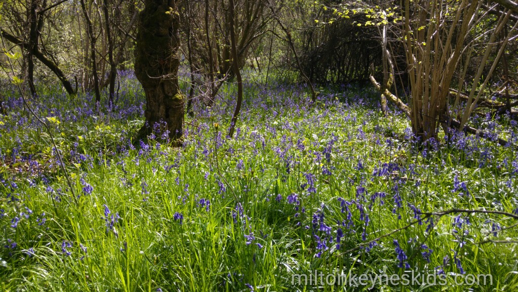 Bluebells at Howe Park Wood