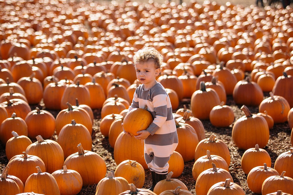Pick your own pumpkins and pumpkin patches UK highlights 2017