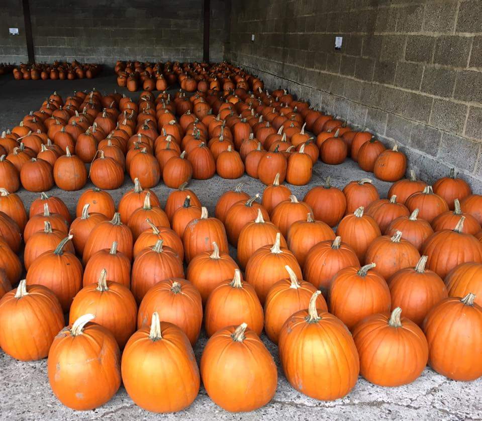 Farmer Paul's pumpkins