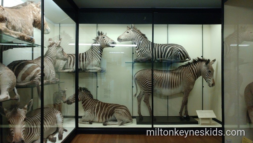 Visit the Natural History Museum in Tring for free - Milton Keynes Kids