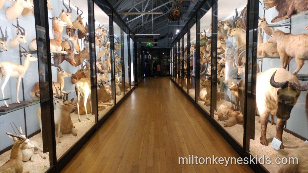 Natural History Museum in Tring
